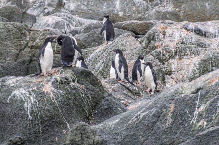 Discover the Coolest Snow Animals: From Arctic Foxes to Polar Bears