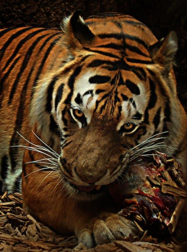 Big Cat Wife: Inhumane Abuse or Loving Companion