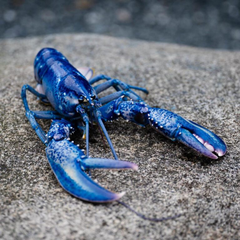 Unveiling the Mystery: The Rare Blue Lobsters