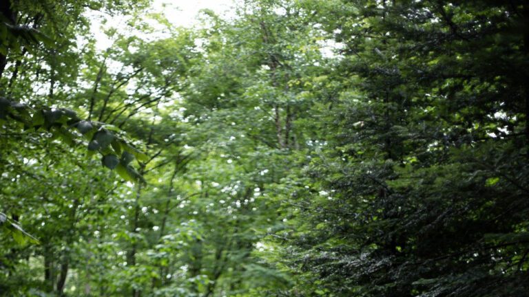 Kid Rock and Martina McBride’s Enchanting Duet Lyrics