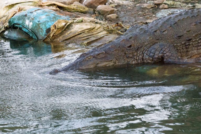 Mysterious Crocodile Tales from Japan: Unveiling the Enigma!