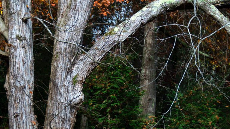 The Enigma of Iron Maiden: Unveiling the Mystique Behind this Legendary Device