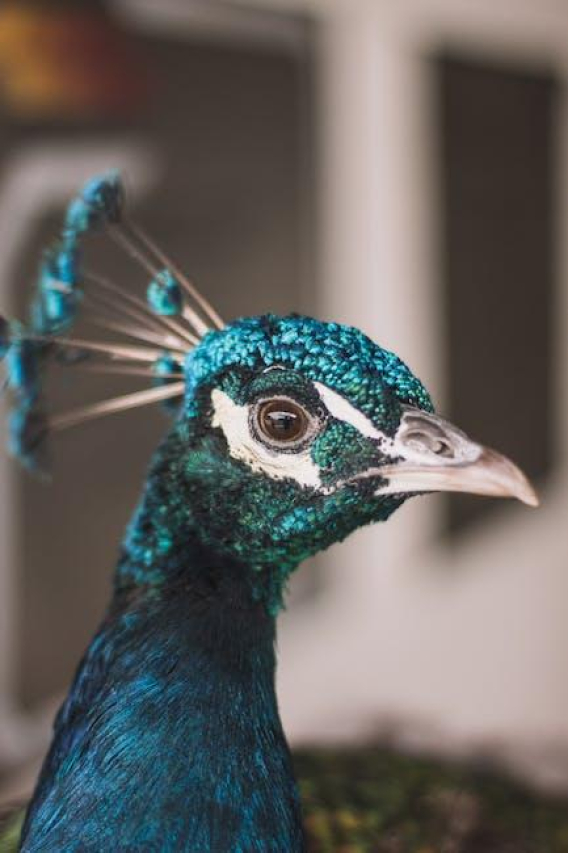 The Majestic Blue Bird Rio: A Tale of Nature’s Enigmatic Beauty