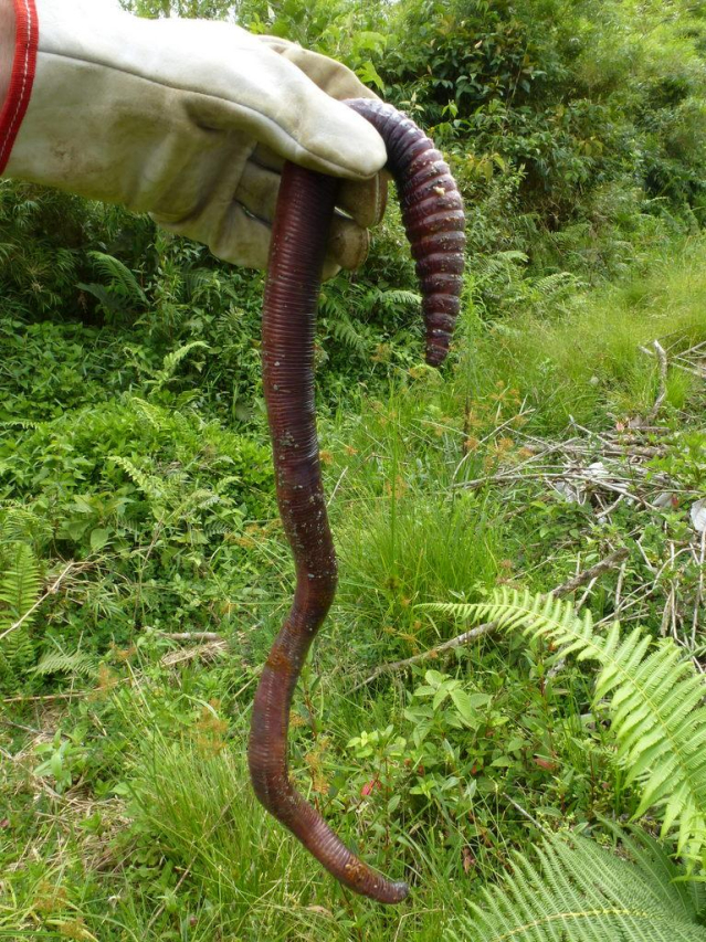 Giant Earthworms: Unveiling the World’s Largest Subterranean Creatures