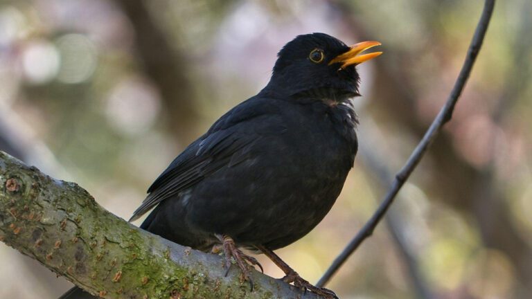 The Unforgettable Adventures of Blackbird Larry Hall: A Flying Legend
