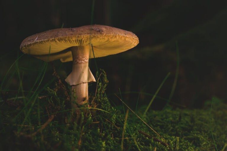 Mysterious Mushroom Marvels: Unveiling Nature’s Strangest Fungi