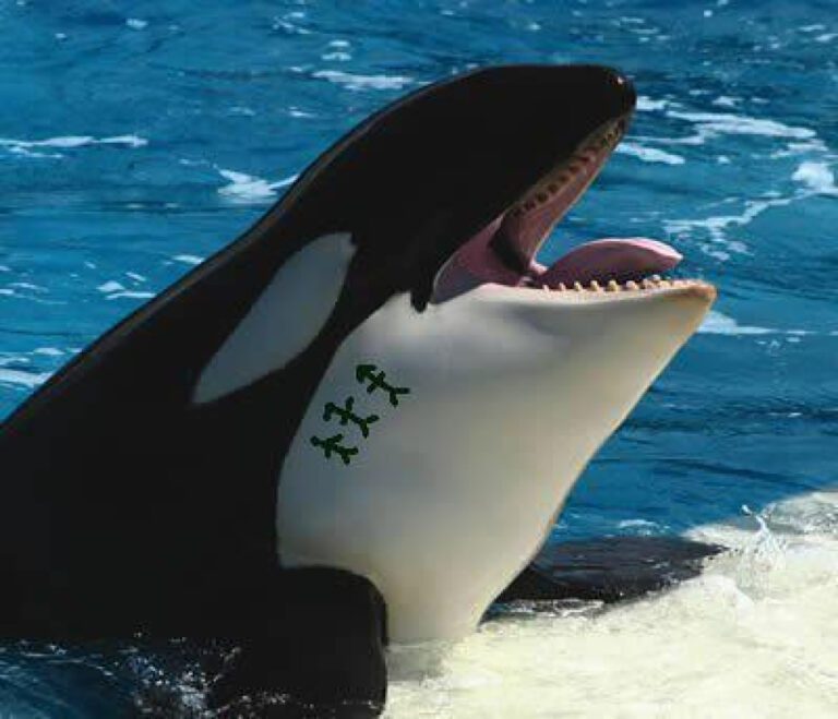 Tilikum Dawn: A Remarkable Tale of a Majestic Orca’s Journey