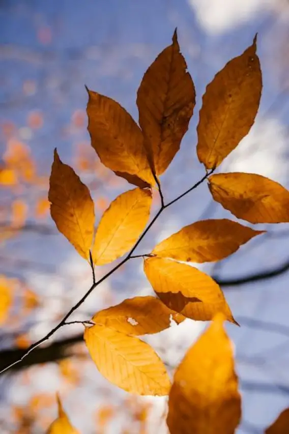 September Festivities: A Guide to All the Celebrations