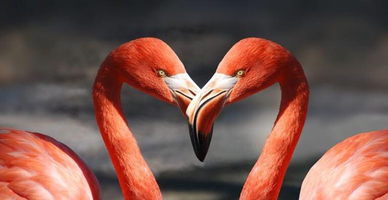 Flamingo Day: Celebrating the Iconic Pink Bird