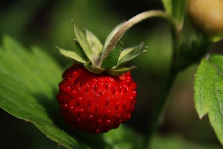 Is June the 6th Month of the Year? Explained