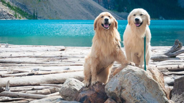 Do Dogs Enjoy Music? The Science Behind Canine Musical Preferences