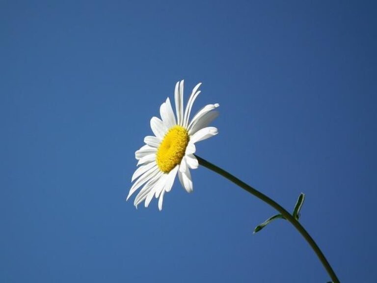 Discovering June’s Celebrations: What’s Worth Honoring