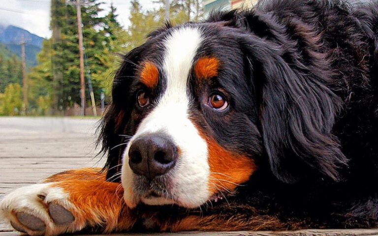 Why Is My Dog Sniffling? Understanding the Causes and Treatment
