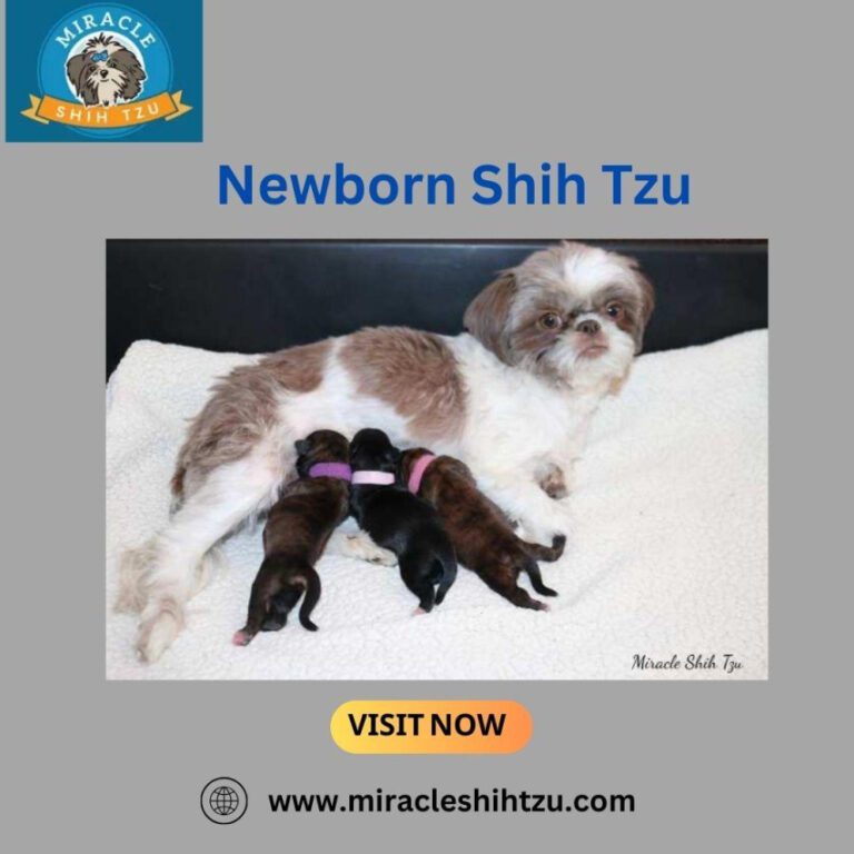 Effective Techniques for Calming Your Puppy: A Comprehensive Guide