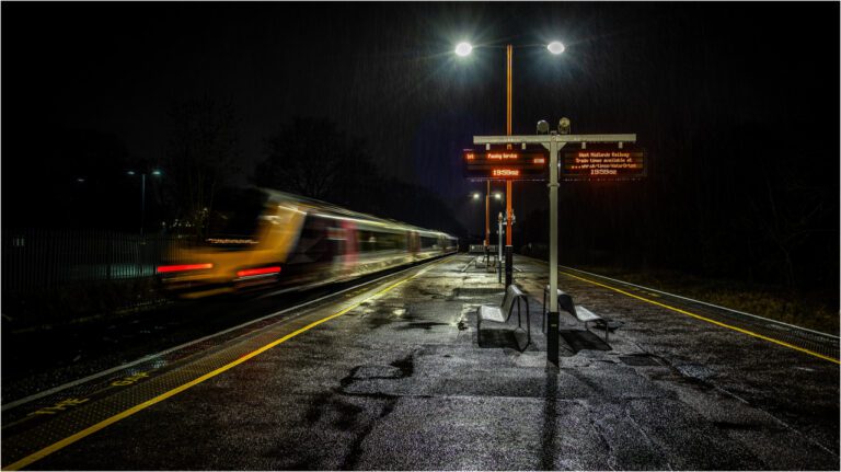 The Top 10 Most Trainable Dog Breeds: A Detailed Guide