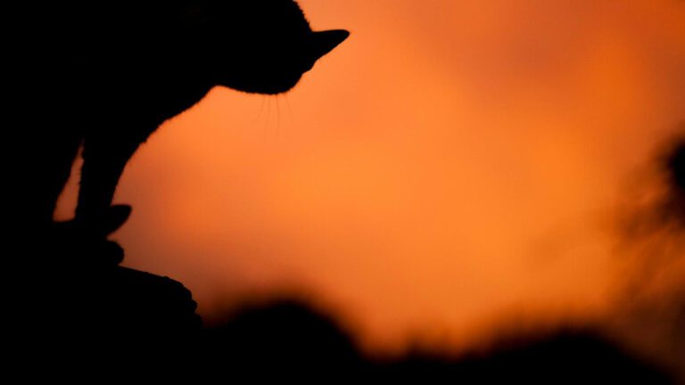 The Top 10 Cat Friendly Dogs: A Complete Guide for Pet Owners