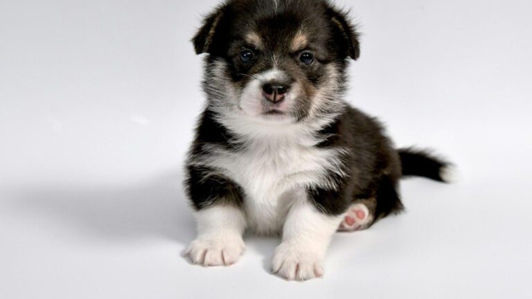 The Science of Dog Taste Buds: Understanding Canine Palates