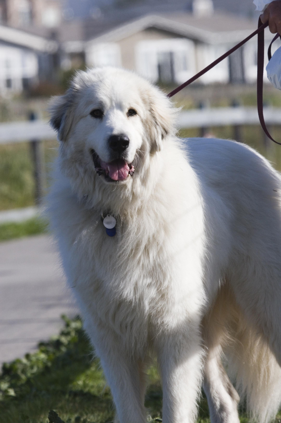 The Great Pyrenees: A Guide to Understanding Your Dog’s Unique Traits