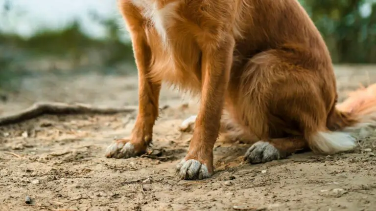 30 Heartwarming Dog Love Quotes to Warm Your Heart