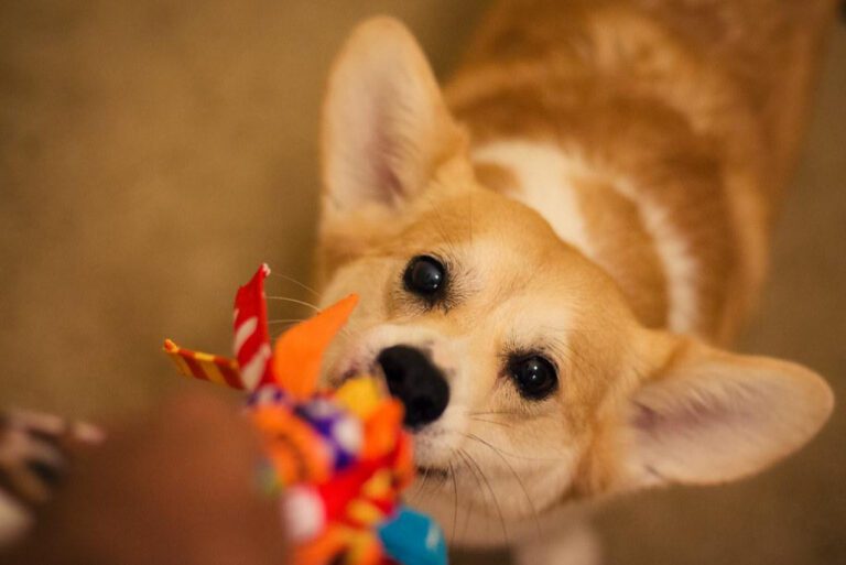 The Best Happy Moppy Dog Toy for Your Furry Friend: A Complete Guide