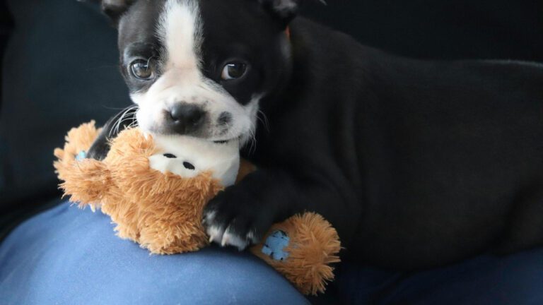 Complete New Puppy Checklist: Essential Supplies and Tips for Bringing Home Your New Dog