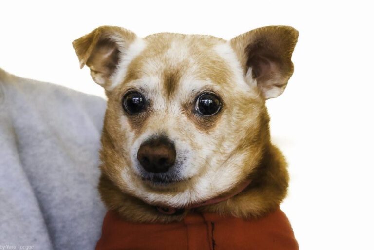 Top Dog Breeds for Elderly Women: Choosing the Best Companion