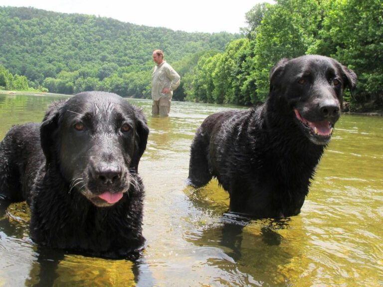 Can Labs and Cats Coexist? Understanding their Compatibility and Interactions