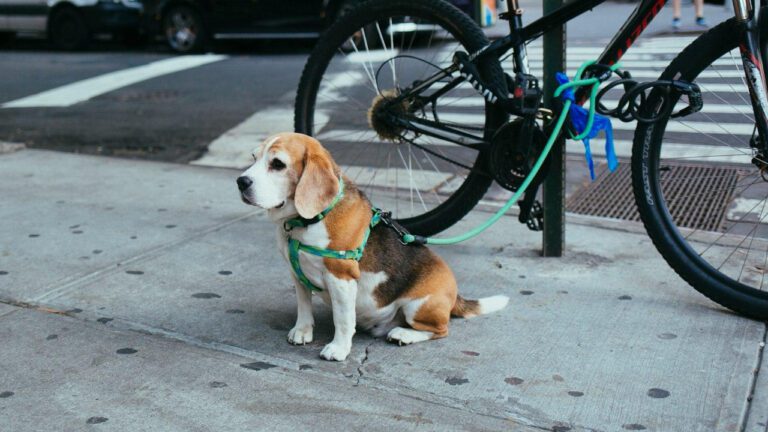 Ultimate Guide to All Mixed Dog Breeds: Breeds, Traits, and Adoption