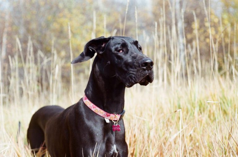 Exploring Breeds Similar to Great Dane: Comparing Large Dog Options