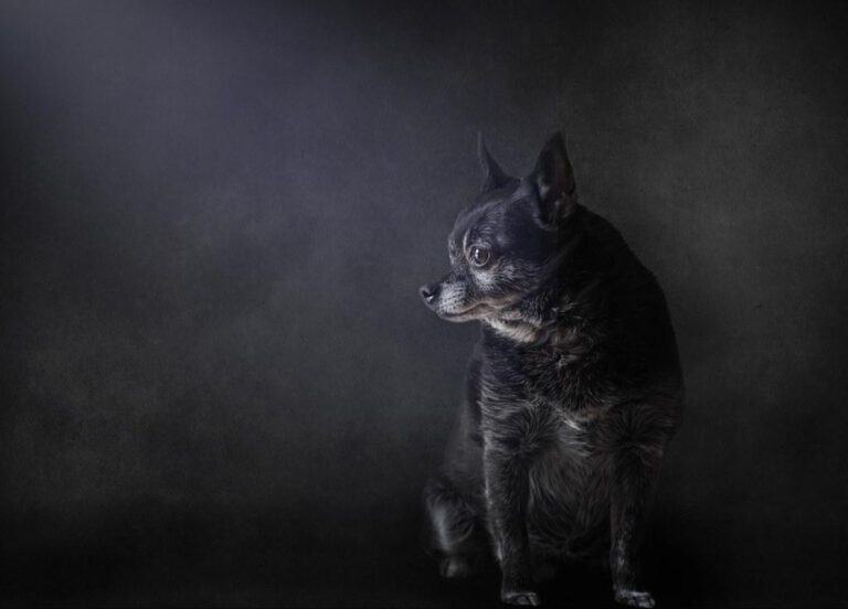 Understanding and Managing Growing Warts on Your Dog