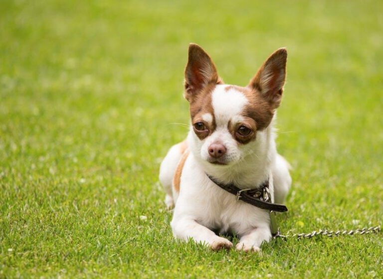 Top 10 Small Dogs with the Best Temperament: A Detailed Guide