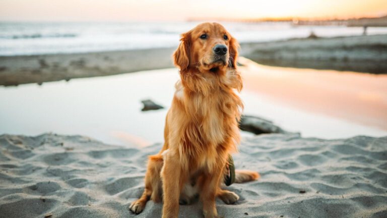 Effective Dog Wart Removal: What You Need to Know