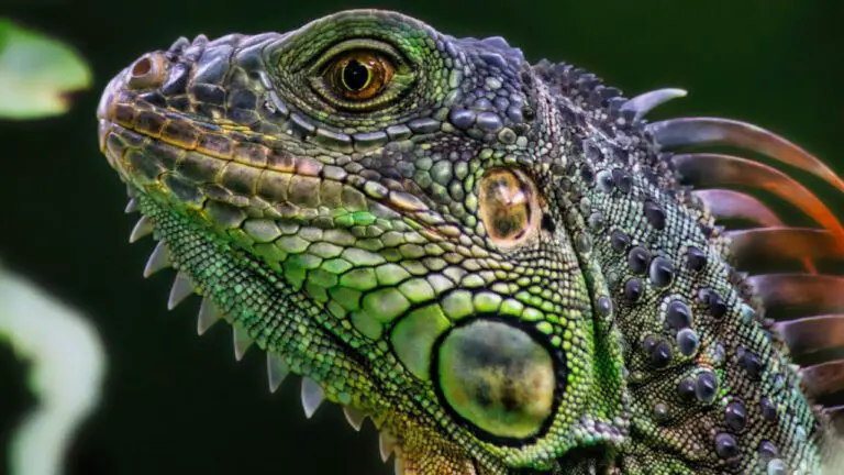 Ultimate Animal Charades List for Fun Game Nights