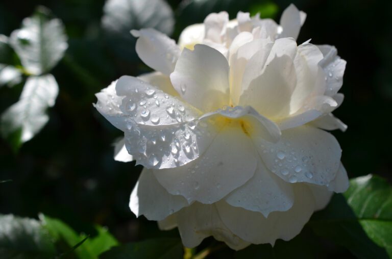 Longing for You: Heartfelt Missing You Pics and Quotes