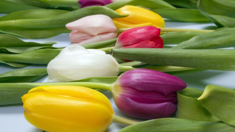 40th Anniversary Gift Ideas: Captivating and Unique Presents for Your Loved One