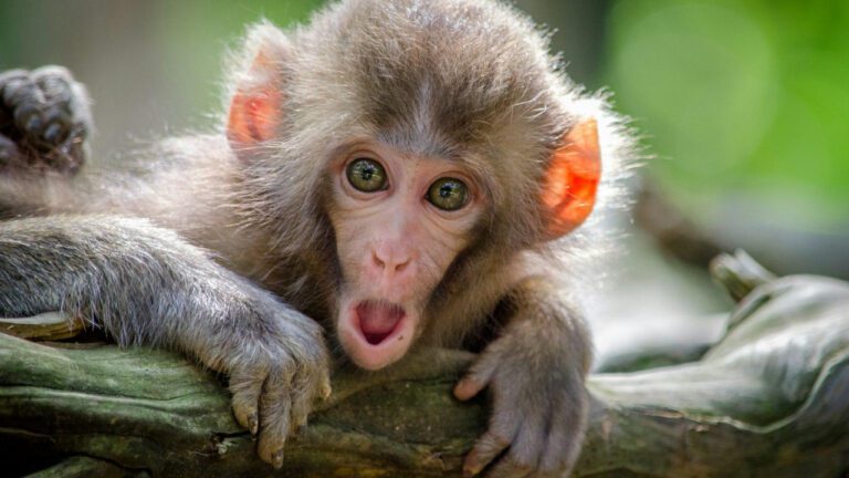 Who Knew Wisdom Could Be So Hilarious? Explore These Funny Profound Quotes Now!