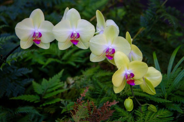 Romantic Hawaii Getaways: Best Honeymoon Spots