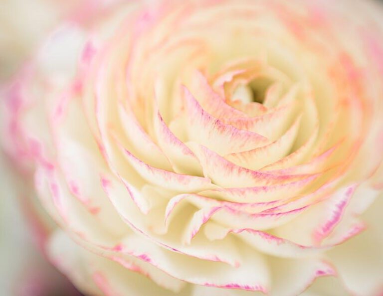 Mesmerizing White Ranunculus Bouquet: A Romantic Display