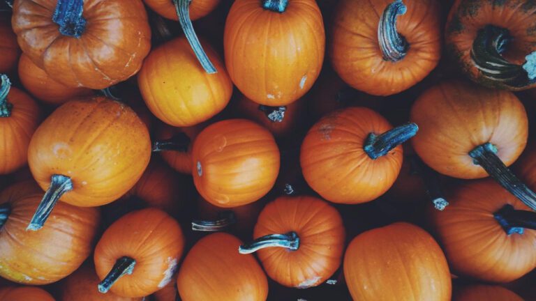 Romantic Fall Date Ideas for Fun and Cozy Adventures