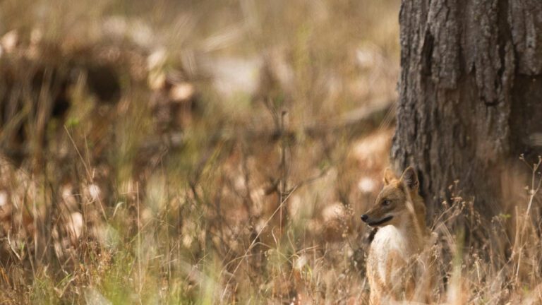 Megan Fox’s Intriguing Tattoo: Exploring the Actress’s Ink