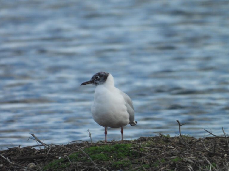 Say Goodbye to Blackheads with Expert Popping Tips