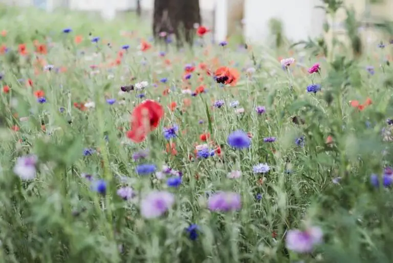 10 Surprising May Fun Facts You Need to Know