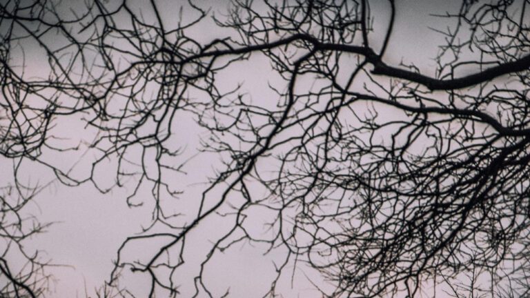 Paris Hilton’s Ownership of Hilton Hotels: Analyzing the Reality