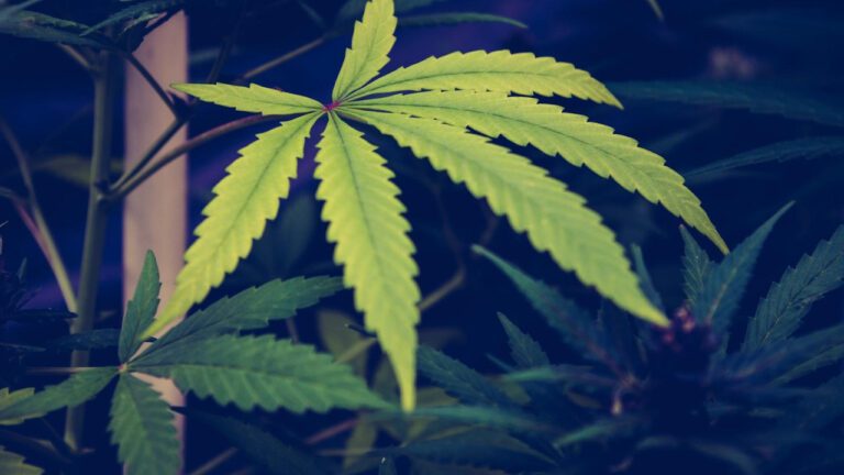 Best Cannabis-Friendly Hotels in Las Vegas