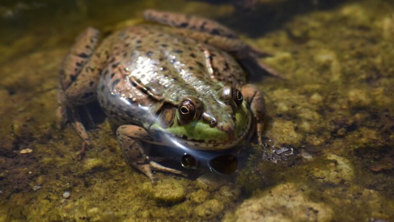 Hershey Lodge vs Hotel Hershey: A Comparative Analysis