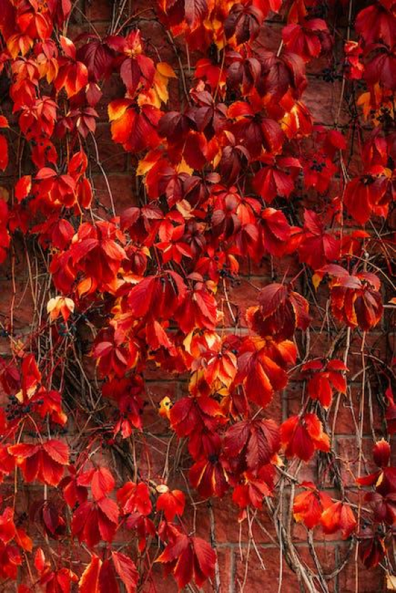 The Four Seasons Loyalty Program: A Comprehensive Analysis