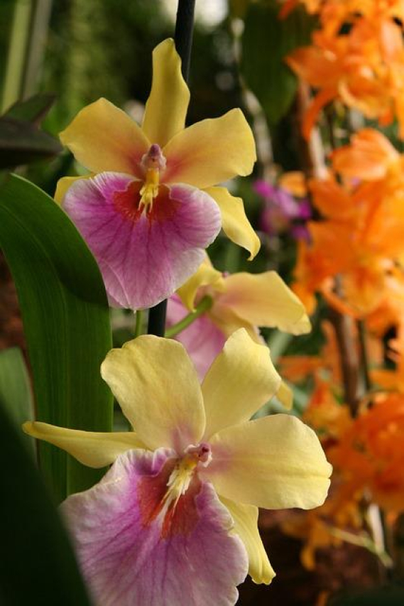 Exploring the Tropicana Room Service Menu: Delicious Options Await