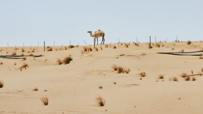 Who Owns Ritz: A Detailed Analysis