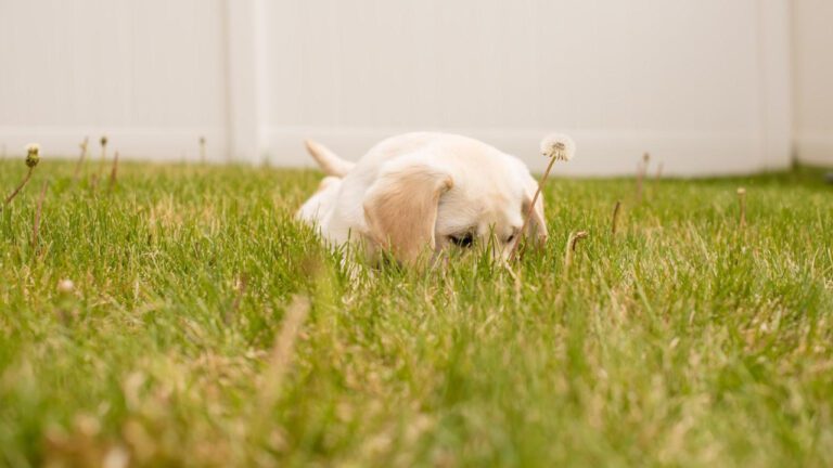 Understanding Puppy Eyeliner: A Comprehensive Guide