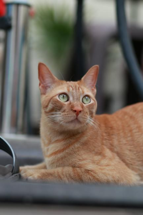 Nobivac Feline 1-HCP: Everything You Need to Know